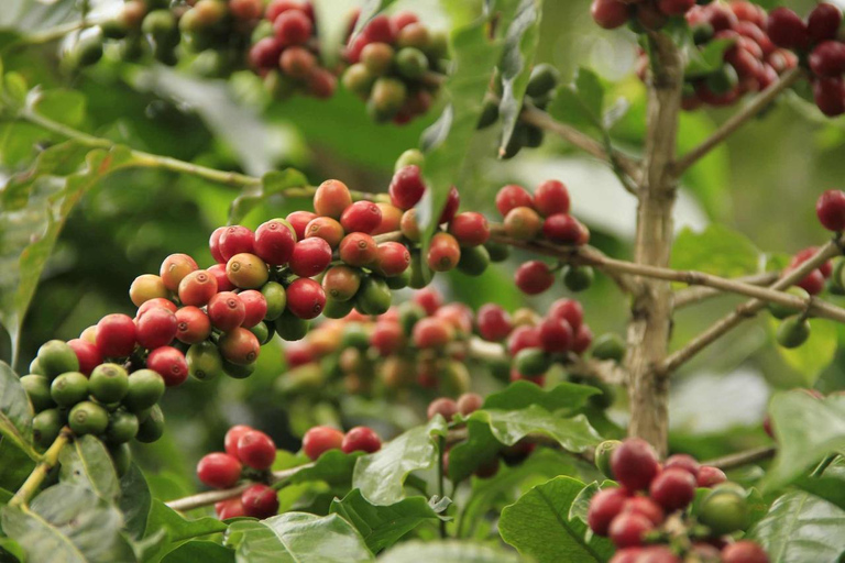 Jerico a Colorful Town Encircled with Plantations of Coffee