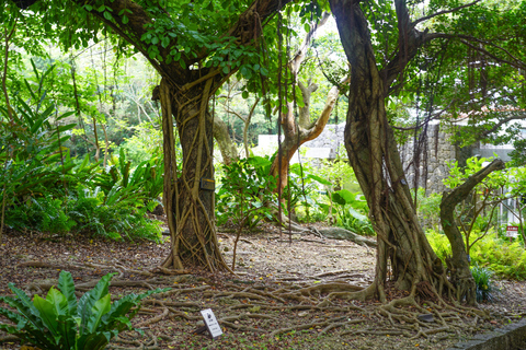 Naha: Okinawa Shuri Castle Peace Walking Tour