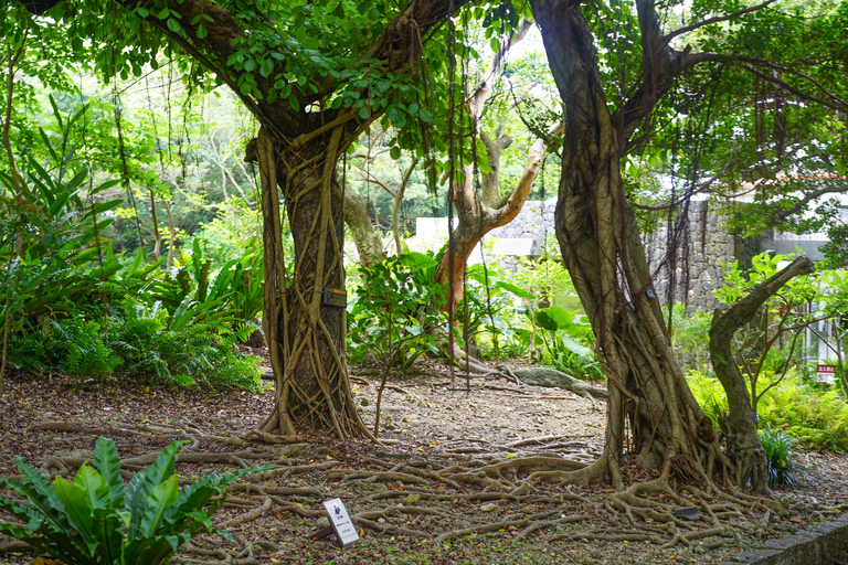 Naha: Okinawa Shuri Castle Peace Walking Tour