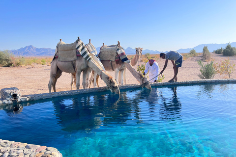 Hurghada: Camel Ride & horse ride and Off-Road Jeep Tour pickup from hotels inside hurghada