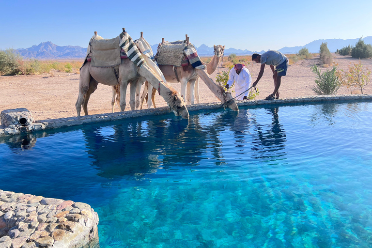 Hurghada: Camel Ride & horse ride and Off-Road Jeep Tour pickup from hotels inside hurghada