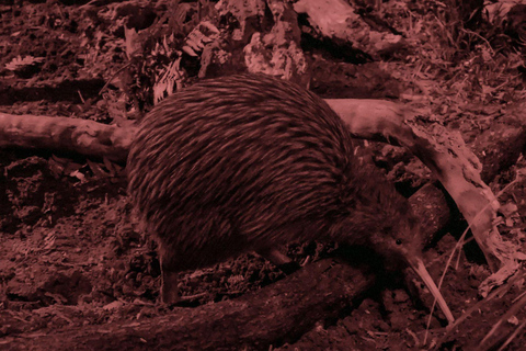 Kāpiti: Kiwi Icons Tour at Ngā Manu Nature Reserve