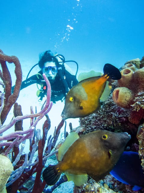 2 Tank Dive in Cozumel’s Marine National Park | GetYourGuide