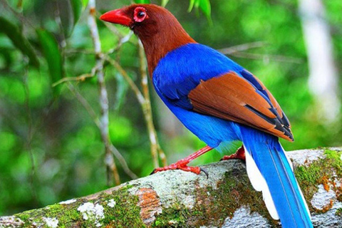 Sinharaja Rainforest: Guided Day Tour from Bentota/Colombo Pick up From Hotel Riu Ahungalla/Bentota/Kalutara/Beruwala