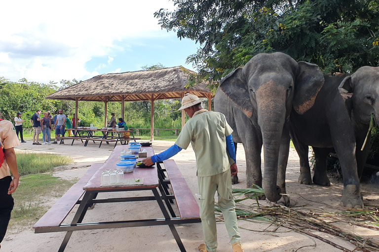 Siem Reap: Tur i liten grupp till Kulen Elephant ForestSiem Reap: Smågruppstur till Kulen Elephant Forest