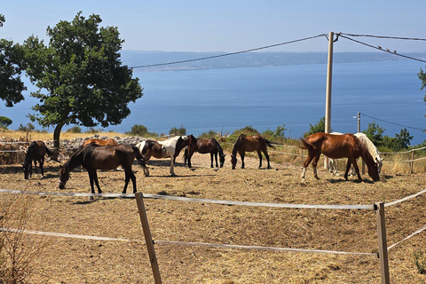 SPLIT(Podstrana):Tour guiado en quad por Gornja Podstrana y caballosSPLIT (Podstrana): Tour guiado en quad por Gornja Podstrana y caballos