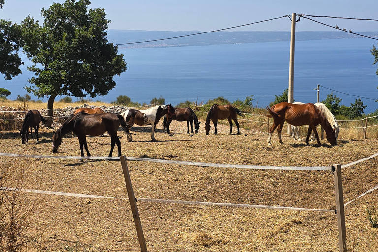 SPLIT(Podstrana):Tour guiado en quad por Gornja Podstrana y caballosSPLIT (Podstrana): Tour guiado en quad por Gornja Podstrana y caballos