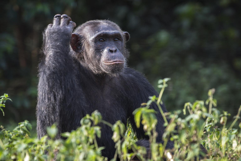 The outstanding Ngamba Island Chimpanzee Sanctuary Tour