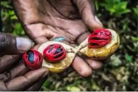 Zanzibar: Spice tour + Stone Town Walking tour