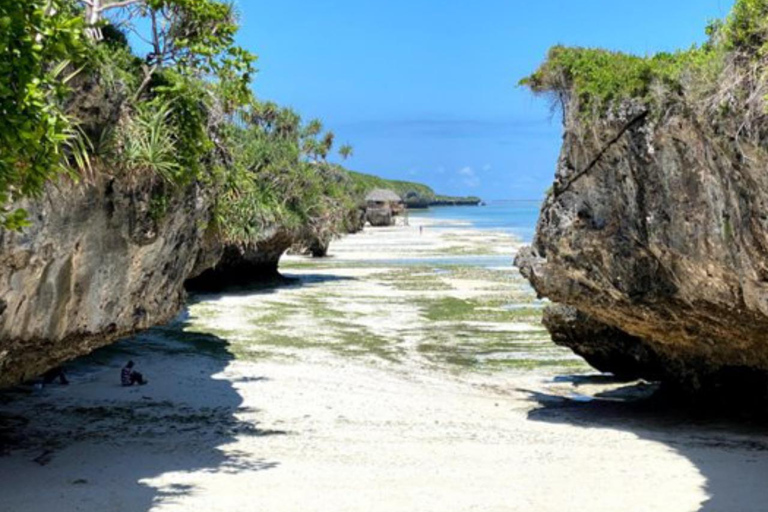 Zanzibar: las Jozani, centrum motyli i wycieczka na plażę MtendeOdbiór z miejsca zakwaterowania nie jest wliczony w cenę.