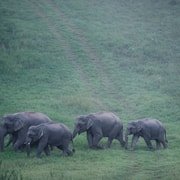 Khao Yai National Park: Day Hike, Waterfall & Night Safari