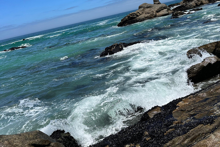 From Cape Town: Cape of Good Hope and Penguins Shared Tour