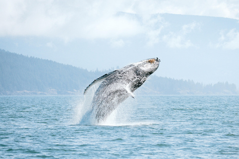 Vancouver: Open-air Whale Watching Tour, Granville Island