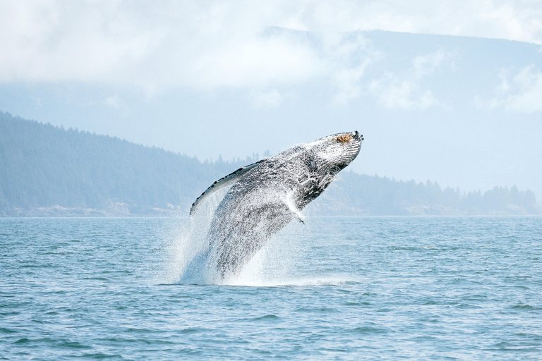 Vancouver: Open-air Whale Watching Tour, Granville Island