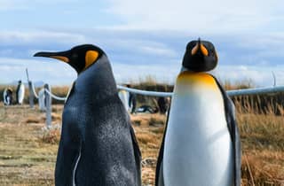 Ganztägige Tour: Feuerland und Königspinguine ab Punta Arenas