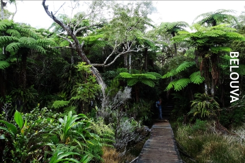 BELOUVA, eine Reise durch den tropischen Wald, les mercredisBELOUVA ist ein Abenteuer im Herzen des tropischen Waldes.