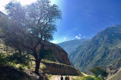 Caminata dentro del Cañón del Colca 2 DÍAS con comidas en Arequipa