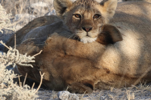 Windhoek: 3-Day Guided Safari in Etosha with Lodge