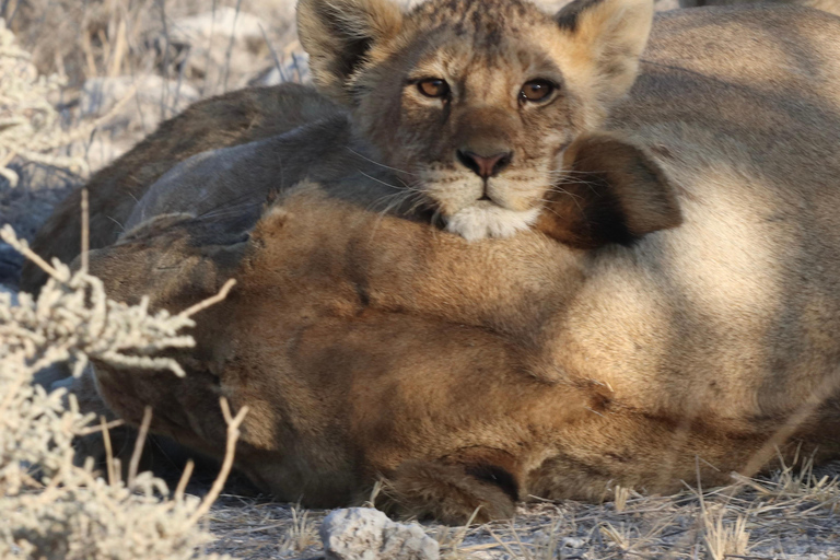Windhoek: 3-Day Guided Safari in Etosha with Lodge