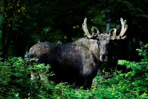 Oslo: Skjennungstoppen Wildlife Forest Hiking Tour