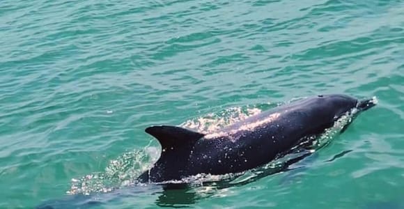 Puerto Vallarta: Swim and Paddle Board with Wild Dolphins