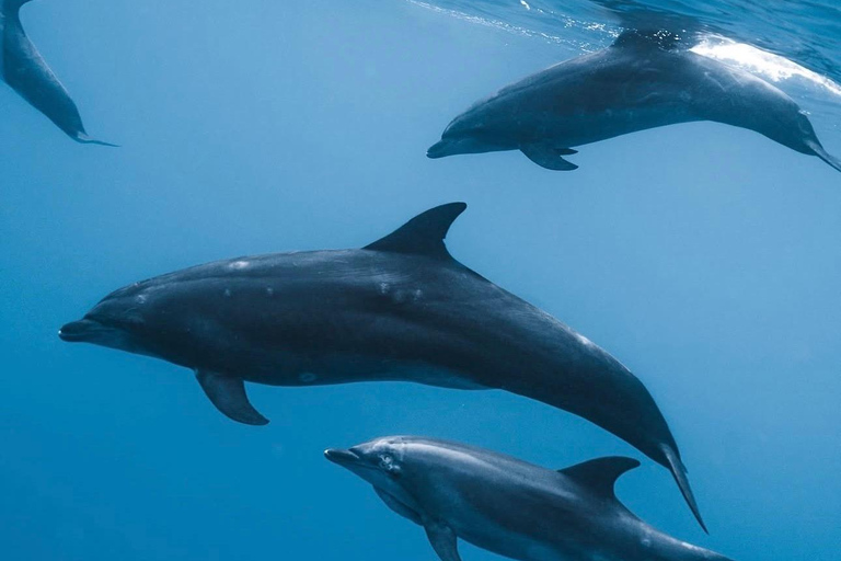 Mauritius: Dolphin Swim, Lunch & South Island Discovery Tour
