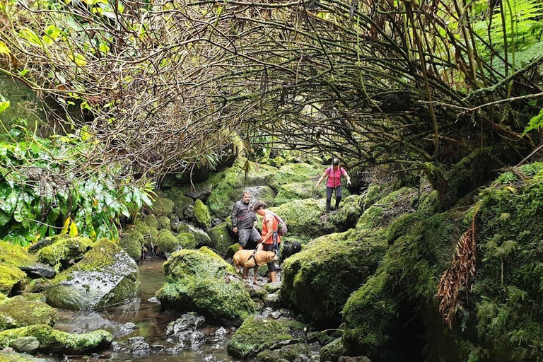 Faial Island: Guided Car Tour Half Day Shared Car Tour