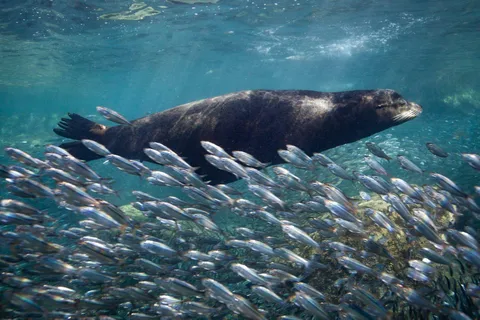 From La Paz: Whale Shark & Sea Lions Tour
