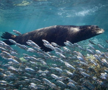 Desde La Paz: Excursión al Tiburón Ballena y Leones Marinos