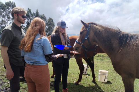 Ein Tag mit geretteten Pferden – Pferdetherapie
