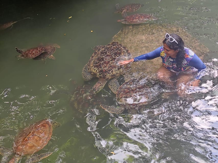 ZANZIBAR Schwimmen und Füttern von Schildkröten im Aquarium GetYourGuide