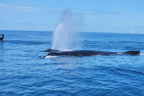 Uvita: Whale Watching Tour in Marino Ballena National Park