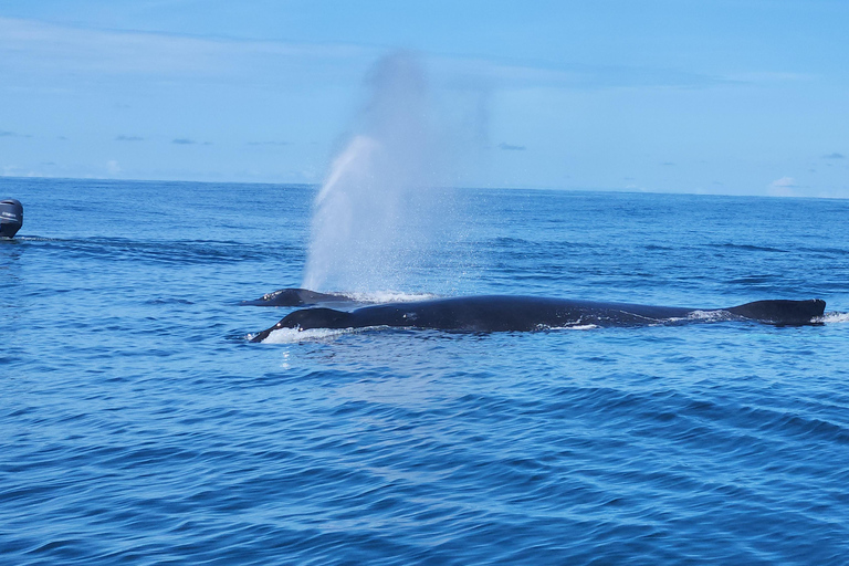 Uvita: Whale Watching Tour in Marino Ballena National Park