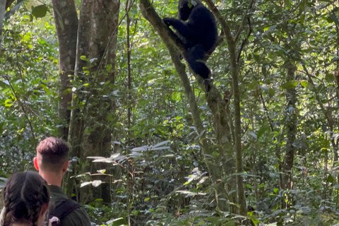 Lago Bunyonyi - Viagem de 1 dia para o trekking com chimpanzés na floresta de Kalinzu