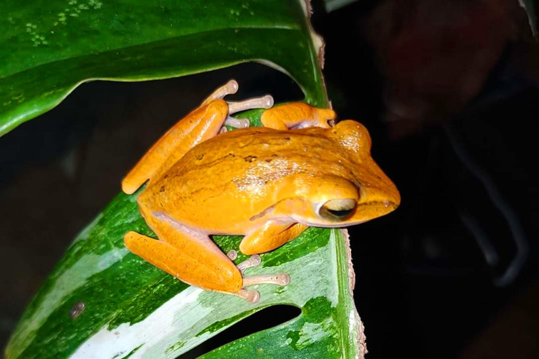 Khao Sok: Día de senderismo privado, cena en la selva y safari nocturno