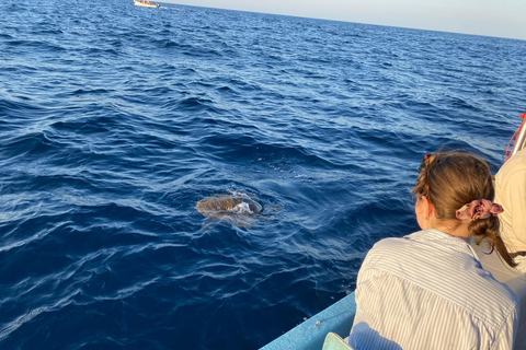 Puerto Escondido: Bootstour zu Delfinen und MeerestierenPrivate Tour