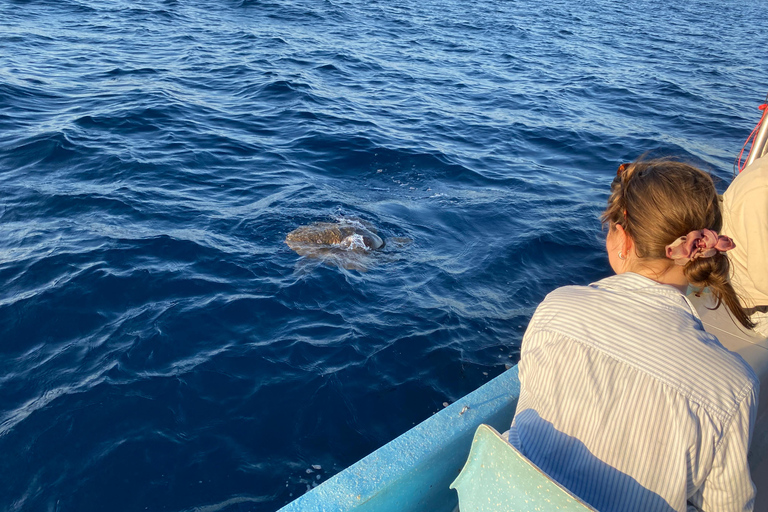 Puerto Escondido: Bootstour zu Delfinen und MeerestierenPrivate Tour