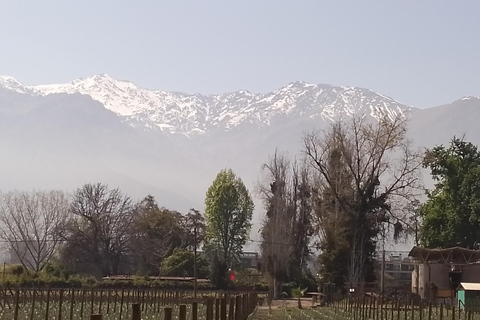 Santiago: Cousiño Macul Vineyard Premium Tasting Tour