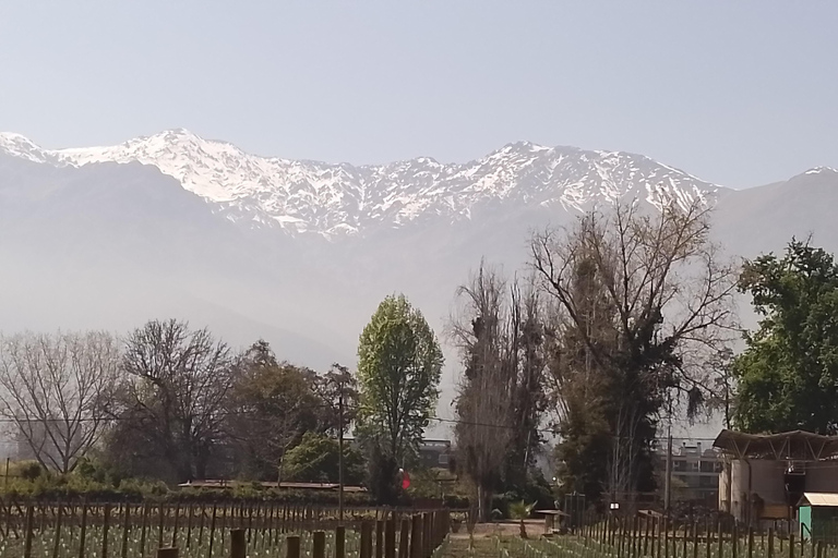 Santiago: Cousiño Macul Vineyard Premium Tasting Tour