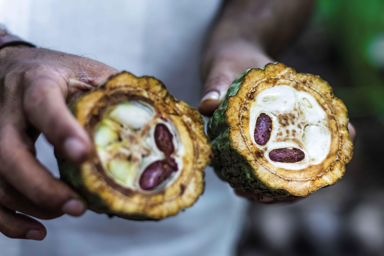 Seminário sobre chocolate