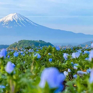 Mt. Fuji & Lake Kawaguchiko Ropeway，Oshino Hakkai 1-Day Tour