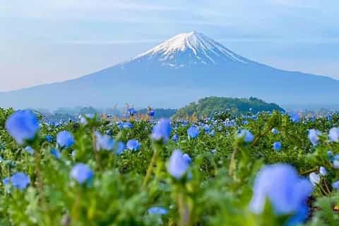 ネイト・ジョルジオ、【Mt.FUJI IN SPRING TIME】 Japan's Mount Fuji in Springtime- 1000 Piece Jigsaw Puzzle