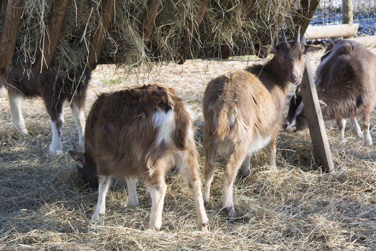 Wiesbaden: Certifierad ekologisk gård - Domäne Mechtildshausen