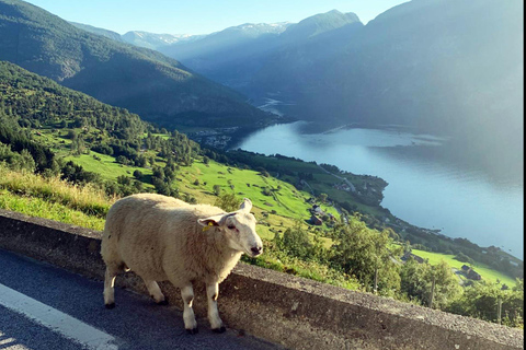 Tour guiado privado al Crucero por el Nærøyfjord de Oslo y al Ferrocarril de Flåm