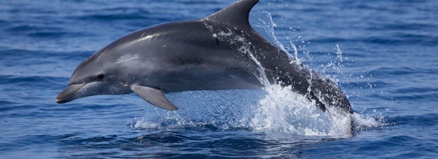 Vodice : sortie en bateau et observation des dauphins dans l'archipel de Šibenik