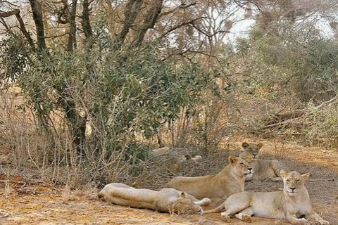 From Mombasa: Tsavo East National Park Safari