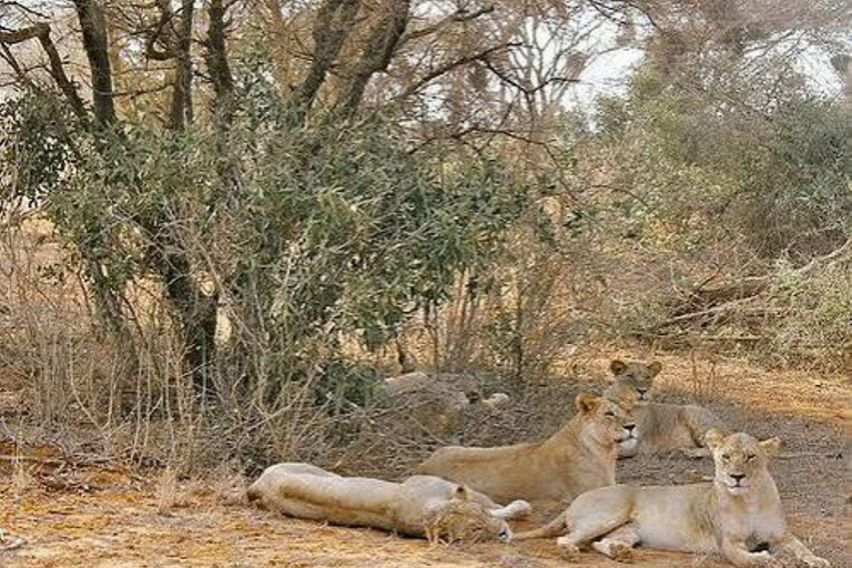 From Mombasa: Tsavo East National Park Safari