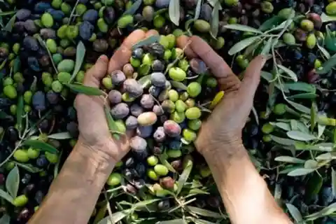From Athens: Corinth and Olive Oil Tasting Private Tour