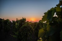 Lipari, degustazione di vini al tramonto - Housity
