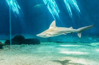 Genoa, Aquarium of Genoa Timeslot Entry Ticket - Housity